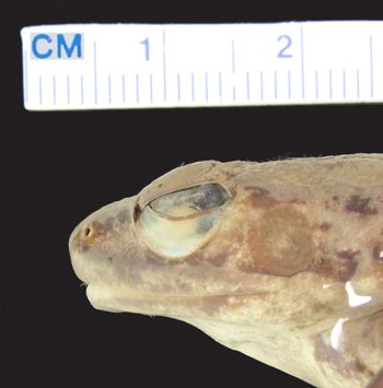 Media type: image; Herpetology A-9427